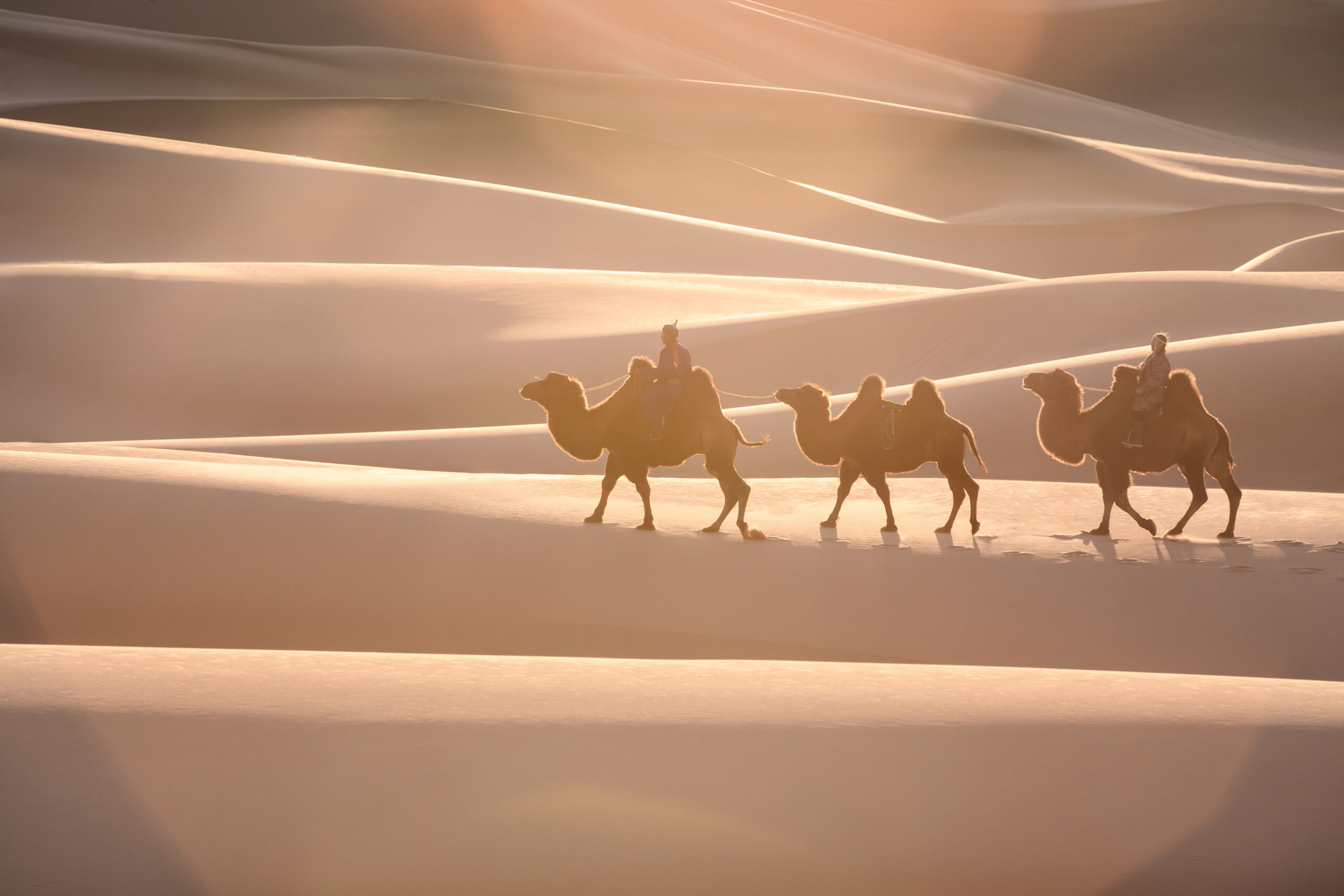 A camel man on the sand dunes